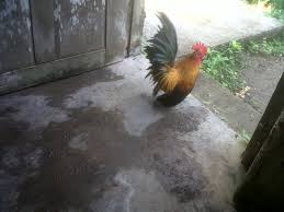 Seperti namanya, telur ayam omega 3 memiliki kandungan omega 3 lebih banyak dari telur ayam biasa sehingga memiliki manfaat lebih untuk tubuh. Ayam Kate Posts Facebook