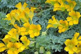 Vermillion flowers with lobed foliage. Tropaeolum Polyphyllum Alchetron The Free Social Encyclopedia
