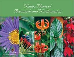 Check spelling or type a new query. Virginia Native Plant Guides Virginia Native Plant Society