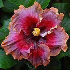 Hibiscus Flower Amazon Uk Hibiscus Hibiscus Plant Purple Hibiscus Hibiscus