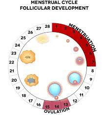 Für paare mit kinderwunsch ist es der eisprung ist ein faszinierender vorgang, aus dem manchmal sogar neues leben hervorgeht. Eisprung Der Frau