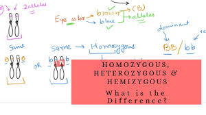 Homozygous Heterozygous And Hemizygous What Is The Difference Youtube