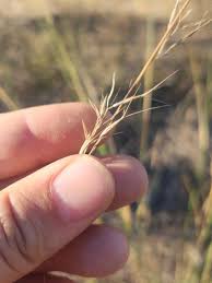 Image result for Aristida bipartita