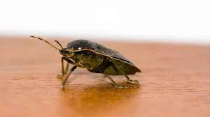 For 2 decades we cut our teeth by providing pest control services in the panhandle of texas. Pest Control Company Termite Control Services Abilene Tx A Town Pest Control