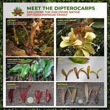 Image result for Dipterocarpaceae