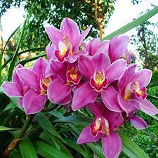 Cymbidium Cricket Flour Best Flower Wallpaper