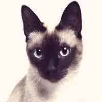 Some of the best known asian cat breeds are eponymously named for where they were originally bred. 9 Asian Cat Breeds Petcarerx