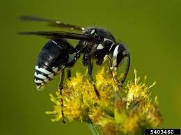 Check spelling or type a new query. Bald Face Hornet Hornet Sting Bee Identification Hornet
