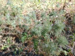 Image result for Pogonarthria squarrosa