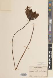 Image result for Hymenophyllum tunbridgense