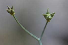 Image result for Vepris sansibarensis