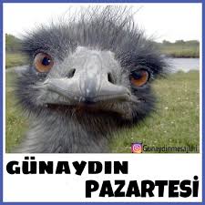 gunaydin merhaba takip mutluluk siir siirsokakta iyigunler turkedebi funny happy birthday pictures birthday greetings funny funny happy birthday wishes