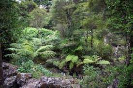 Till dessa omvälvningar kan reformationen läggas. Nya Zeeland Uppslagsverk Ne Se