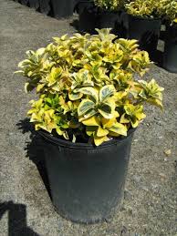 Image result for Ozoroa marginata