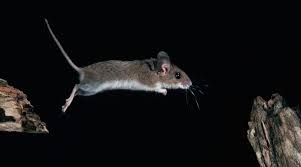 Purchase humane mouse traps online or from your local home improvement center. How To Catch A Mouse Humanely