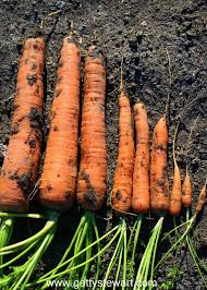 Carrots do best with at least nine inches of easy to penetrate soil. How To Harvest And Store Garden Carrots Getty Stewart