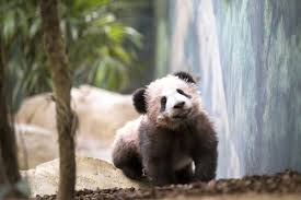 Retrouvez près de 500 produits sur la boutique du zooparc de beauval : Record De Frequentation Pour Le Zoo De Beauval Et Nouveaute 2020 Le Dome Equatorial