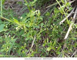 Image result for Glinus oppositifolius