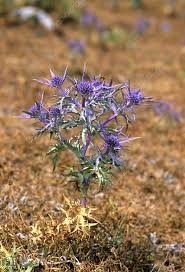 Image result for Ischaemum amethystinum