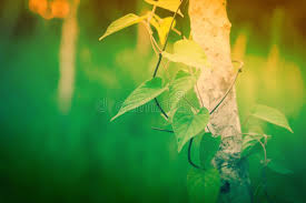 If you see some nature wallpaper hd desktop you'd like to use, just click on the image to download to your desktop or mobile devices. 1 683 463 Nature Wallpaper Photos Free Royalty Free Stock Photos From Dreamstime