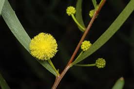 Image result for Acacia hockii