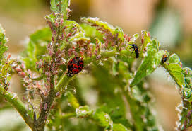 Resistant varieties are labeled tswv. Biological Control With Predators And Parasitoids Nc State Extension
