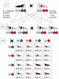 Epistasis Definition Types And Examples Biology Dictionary