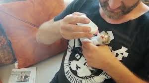 Video Kedi Annesi Mega Kent Istanbul Un Oksuz Kedileri Onunla Hayata Tutunuyor Euronews