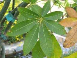 Image result for Pachira glabra