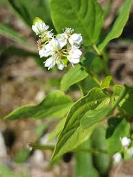 Image result for Fagopyrum esculentum