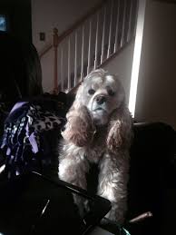 Pin On Cocker Spaniel Abby Rest In Peace