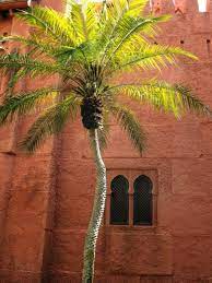 A Palm Tree Morocco Landscape Palm Trees