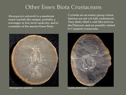 Image result for Cyphia mazoensis