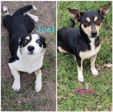 Dogs For Adoption Petfinder Dog Adoption Rescue Dogs Pets