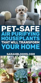 Air Purifying Houseplants Safe For Dogs