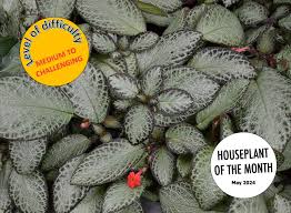 Image result for Episcia reptans