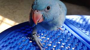 Amazon.com has been visited by 1m+ users in the past month Blue Ringneck Parrot Baby Growing Up Youtube