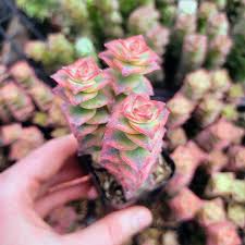 Image result for Crassula vaginata