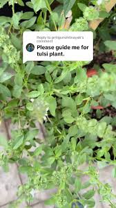 Replying to @pritipurohitnayak Holy Basil Tulasi plant care. #tulasi  #holybasil #basil #gardening #plantcare