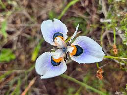 Image result for Moraea