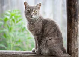 There are three types of pemphigus in cats: Skin Disease Autoimmune Pemphigus In Cats Petmd