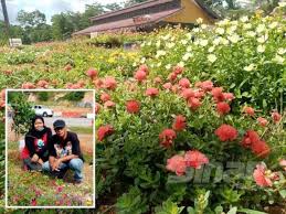 Dulu kalau beli pokok bunga ros di nursey memang masa beli je lah dapat. Bermula Suka Suka Ros Jepun Jana Pendapatan