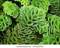 Image result for Salvinia hastata