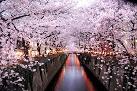 Find out how surnames are ranked in popularity, how many people in the united states of america bear a particular name, and how the statistics change between 1990 and 2000 us censuses. Sakura All About Japanese Cherry Trees Suki Desu