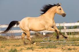 What is a buckskin horse, its color genetics, registry and association, its pictures with a buckskin horses are popular around the world, having appeared in several western tv shows and movies. Black Quarter Horse Castellare Di Tonda Quarter Horses