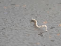 Was Ist Das Fur Ein Weisser Wurm Natur Insekten Wurmer