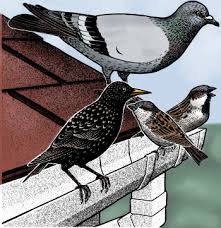 Make a hole in the side of an aluminum pie plate with a knife and insert a. Nuisance Birds Damage Management Natural Resource Stewardship
