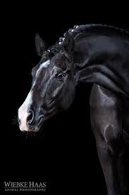 Equinecanada Wiebke Haas Animal Photography Horses Black Horses Pretty Horses