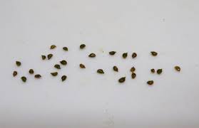 Image result for Potamogeton pusillus