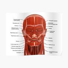 Joints ligaments and connective tissues advanced anatomy 2nd ed diagram demonstrating the anterior left and posterior right of the knee joint boney bursitis knee joint main parts labeled stock vector royalty free. Orbicularis Oculi Posters Redbubble